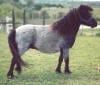 lhhalicebluegown miniature horse