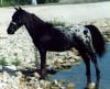 twotimer appaloosa miniature horse