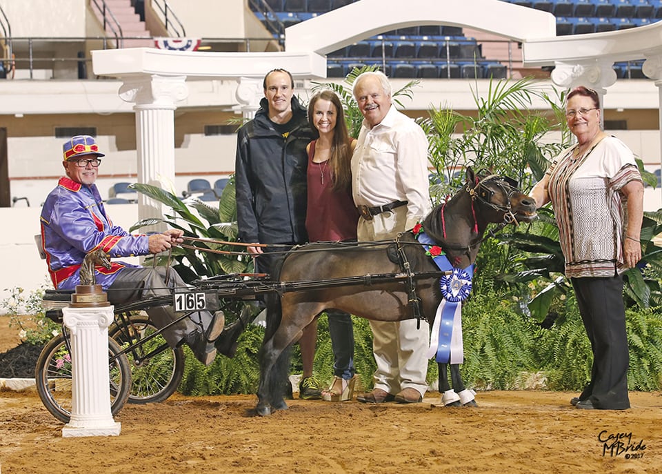 Guinness World Champion miniature horse driving