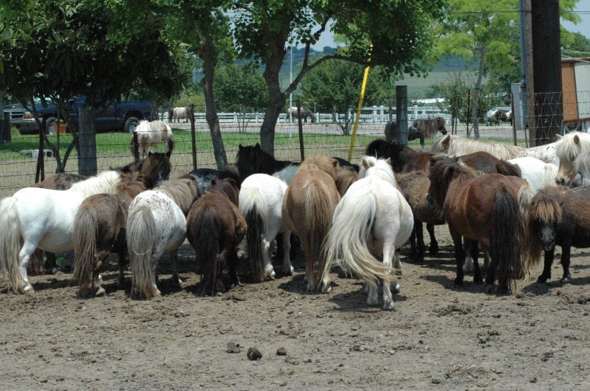 pregnant miniature horse mares