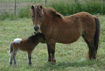 miniature horse appaloosa foal