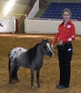 miniature horse appaloosa