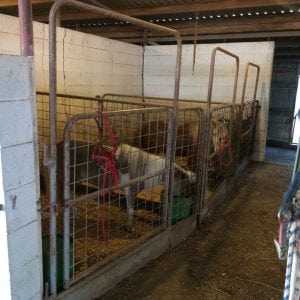 miniature horses in stalls