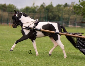 miniature driving horse