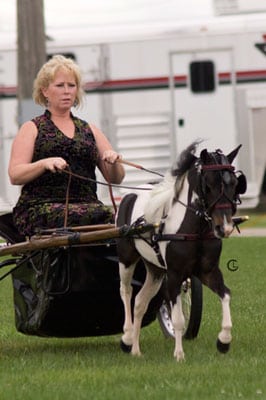 Country pleasure driving horse miniature