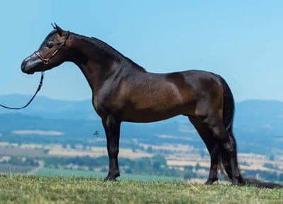 Guinness miniature horse bay