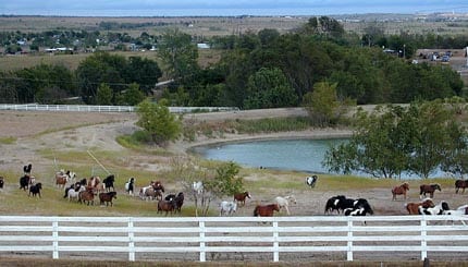 pasture miniature horse herd