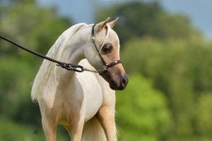 miniature horse palomino