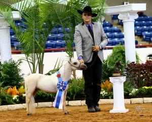 miniature horse world champion