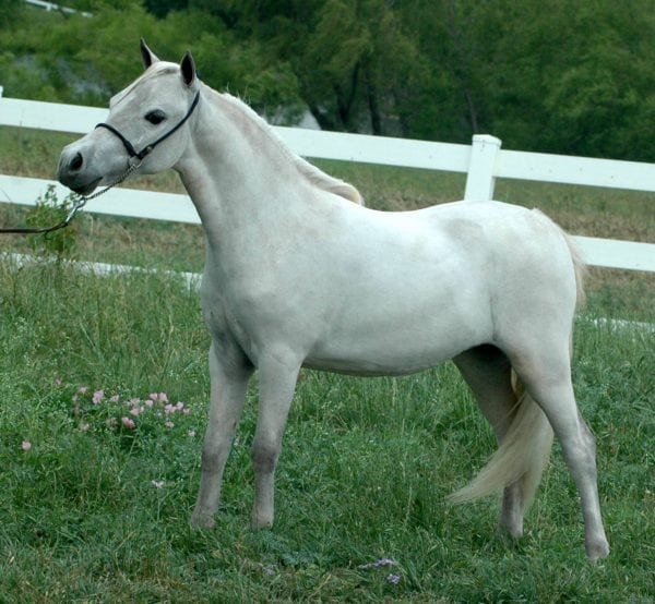 Rocky Top Farms Majesty’s Lexie