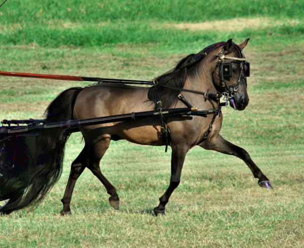 Lymrick’s Irresistible Force “Guinness”