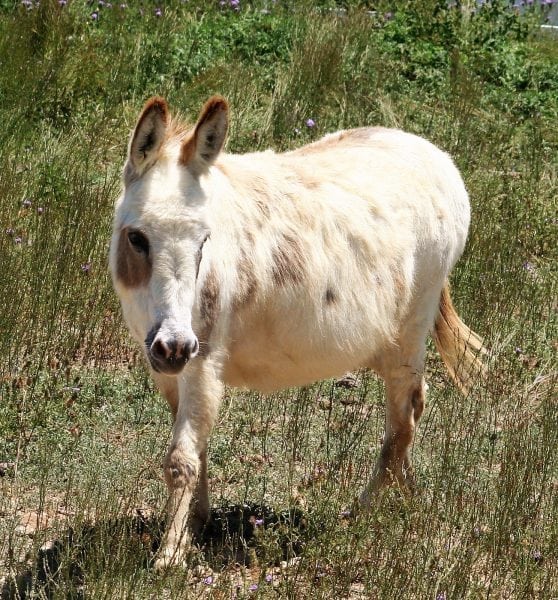 Little America’s Ms. Barker