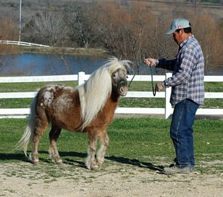 JTR Spotted Horse Eagle